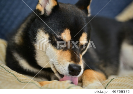 柴犬の日常 柴犬の日常 46766575