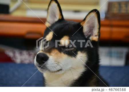 柴犬の日常 柴犬の日常 46766588