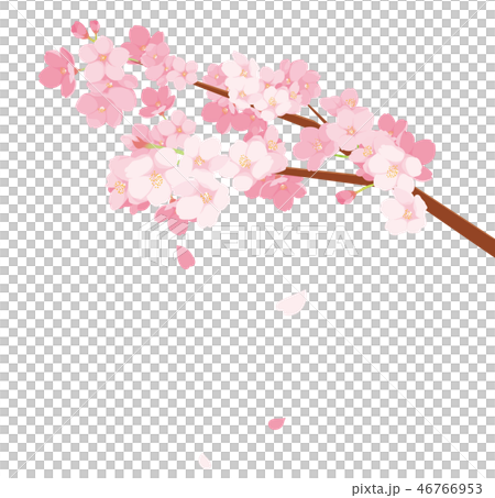 桜 イラストのイラスト素材