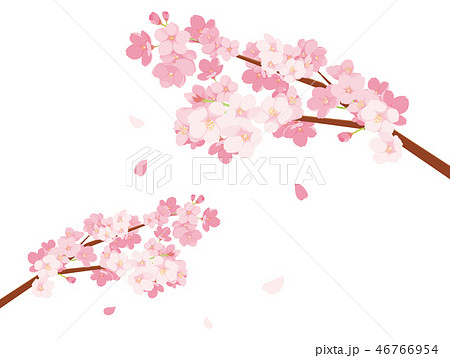 桜 イラストのイラスト素材 46766954 Pixta