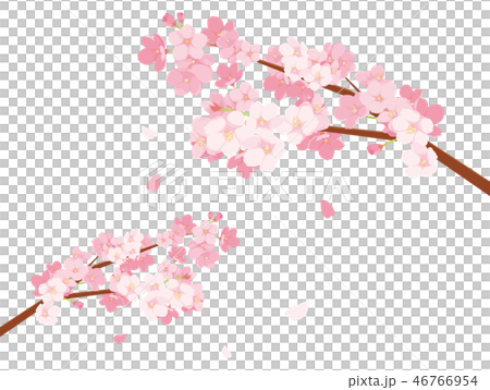 Sakura Illustration Stock Illustration