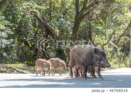 野生のイノシシ親子 46768016