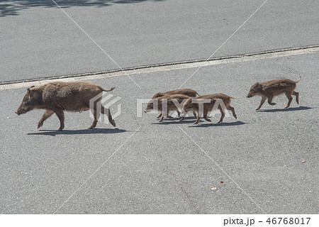 野生のイノシシ親子 野生のイノシシ親子 46768017