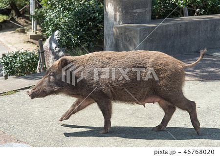 野生のイノシシお母さん 46768020