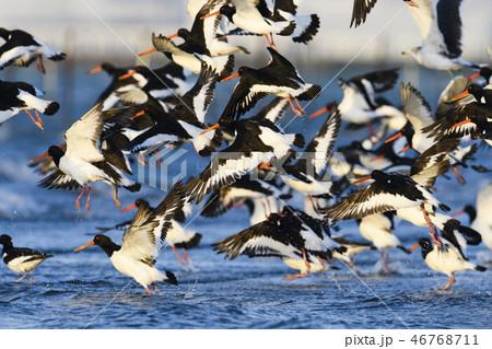 飛び立つミヤコドリの群れ 46768711