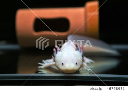 ウーパールーパー ウーパールーパー 46768931