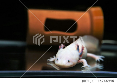 ウーパールーパーの写真素材