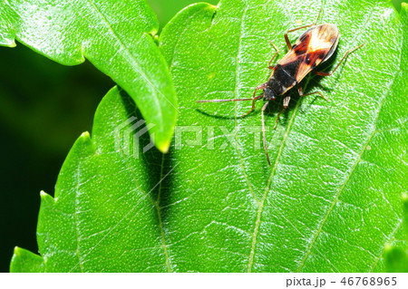 チャモンナガカメムシ チャモンナガカメムシ 46768965