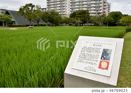 国史跡 板付遺跡 国史跡 板付遺跡 46769025