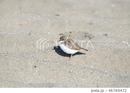 シロチドリ 46769472