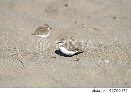 シロチドリ 46769475