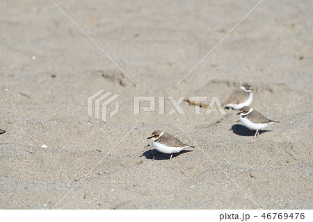 シロチドリ シロチドリ 46769476