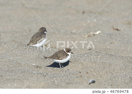 シロチドリ 46769478