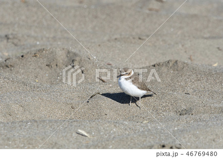 シロチドリ 46769480