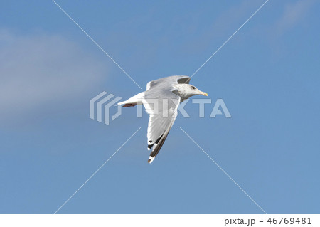 セグロカモメ 46769481