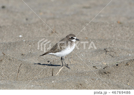 メダイチドリ 46769486