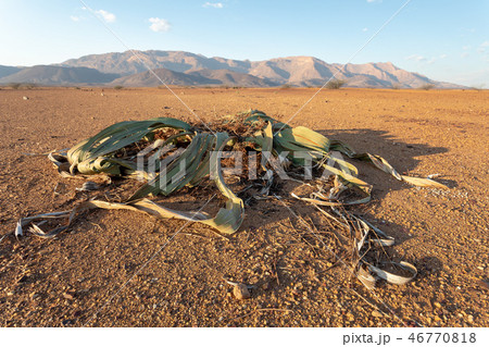 Welwitschia mirabilis desert plant, Namibia 46770818