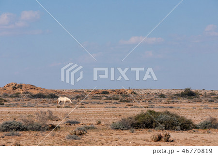Namib wild Desert Horse Namibia, Africa 46770819