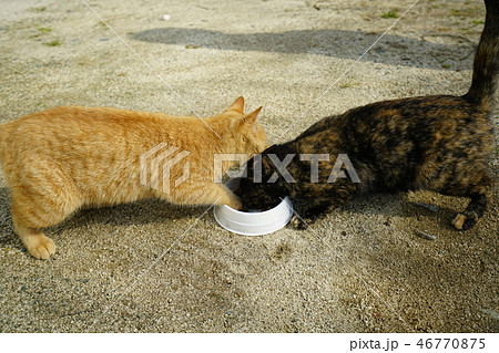 猫 野良猫 錆柄 メス 茶トラ オス エサ 取り合い 奪い合いの写真素材