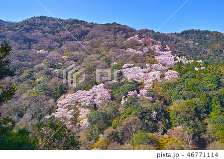 京都嵐山、嵐山公園から見る桜咲く嵐山の山肌 46771114