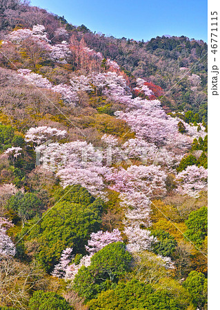 京都嵐山 嵐山公園から見る桜咲く嵐山の山肌の写真素材