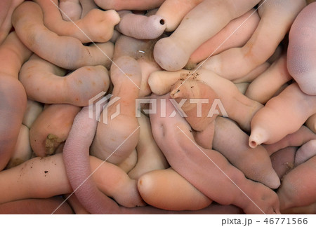 ユムシ 魚市場 回 46771566