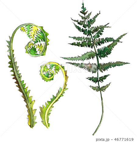 Fern green leaf. Watercolor background illustration set. Isolated fern illustration element. Fern green leaf. Watercolor background illustration set. Isolated fern illustration element. 46771619