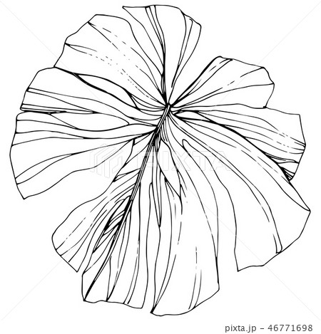 Vector Exotic tropical hawaiian summer. Black and white engraved ink art. Isolated leaf illustration 46771698