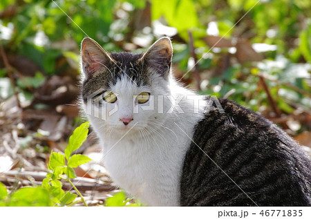 サバシロ猫 46771835