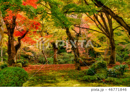 圓光寺の紅葉 46771846