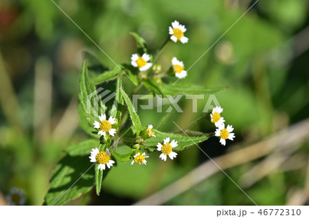 ハキダメギク（掃溜菊） 46772310