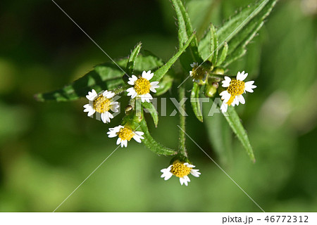 ハキダメギク（掃溜菊） 46772312