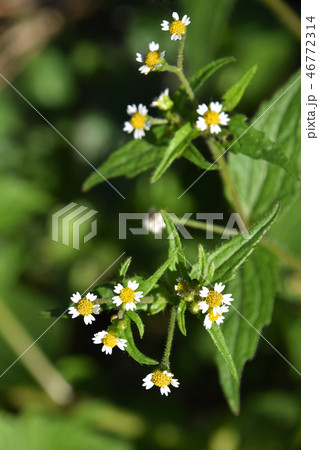 ハキダメギク（掃溜菊） 46772314