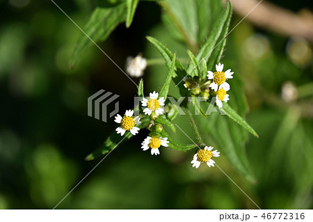 ハキダメギク（掃溜菊） 46772316
