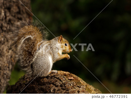 Close up of a grey squirrel sitting on a tree log 46772391