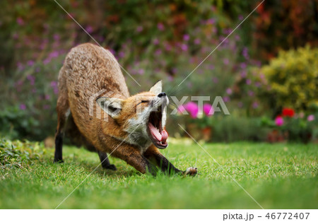 Close-up of a yawning Red fox after taking a nap 46772407