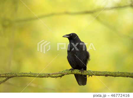 Close-up of a Carrion Crow perching on a tree 46772416