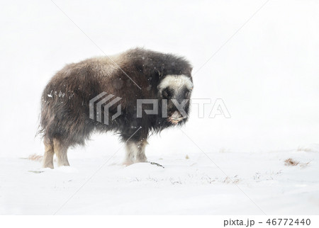 Juvenile Musk Ox in the falling snow in winter 46772440