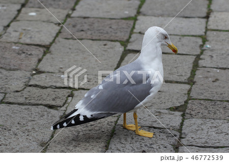 seabirds seagulls ocean national park backgrounds seabirds seagulls ocean national park backgrounds 46772539