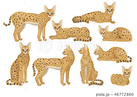 Flat vector set of African serval. Graceful wild cat with large ears and black spots on brown coat Flat vector set of African serval. Graceful wild cat with large ears and black spots on brown coat 46772860