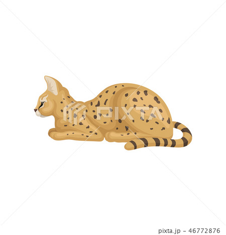 Flat vector design of beautiful slying, side view. Wild cat with large ears and black spots on brown Flat vector design of beautiful slying, side view. Wild cat with large ears and black spots on brown 46772876