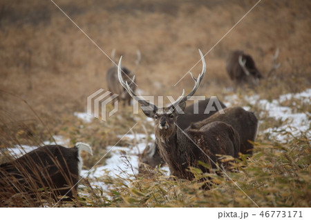 エゾシカ 46773171