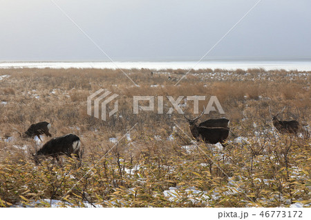 エゾシカ エゾシカ 46773172