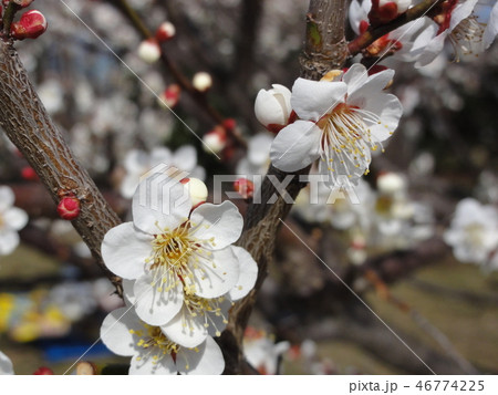 梅の花 梅の花 46774225