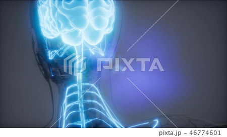 Human Brain Radiology Exam Human Brain Radiology Exam 46774601