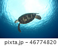 アオウミガメ 46774820