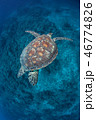 アオウミガメ 46774826