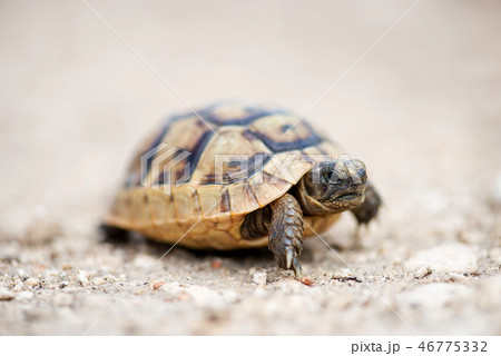 Close up of a young Greek turtle 46775332