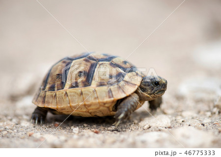 Close up of a young Greek turtle Close up of a young Greek turtle 46775333