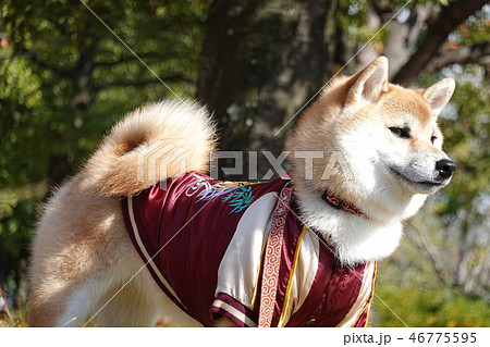 柴犬 犬 スカジャン 公園 犬服 柴犬 犬 スカジャン 公園 犬服 46775595